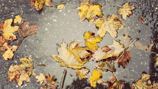 Foto con animación de la lluvia sobre un charco, en otoño