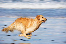 Um cachorro correndo feliz na praia