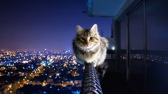 Foto de un gato haciendo equilibrio en un balcón, muy relajado
